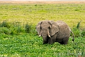 In the Ngorogoro Crater_HBA0527